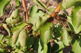 Rouille du prunier sur feuille d'abricotier
